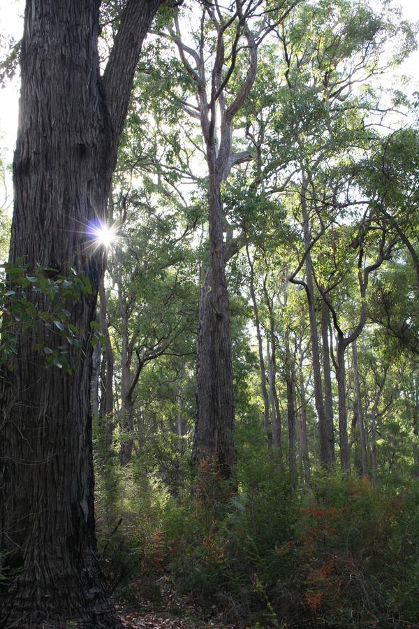 Wellington Forest Cottages Buitenkant foto